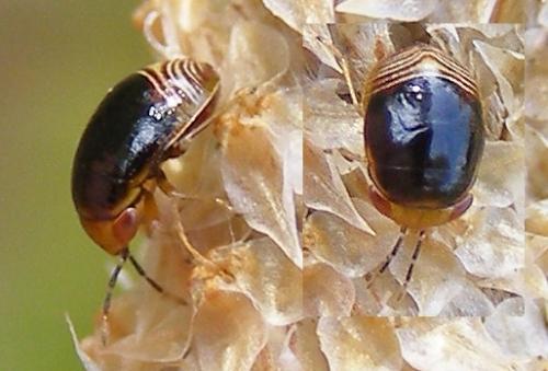 Geocoris erythrocephalus