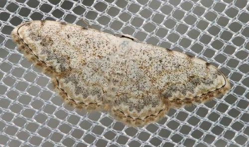 Réf. 48 731 : Scopula submutata