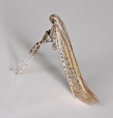 Aspilapteryx tringipennella