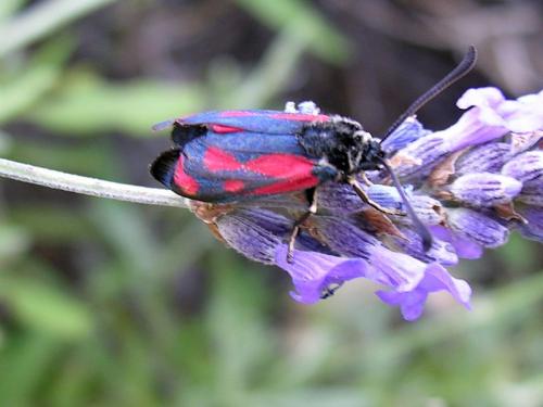 Zygaena loti