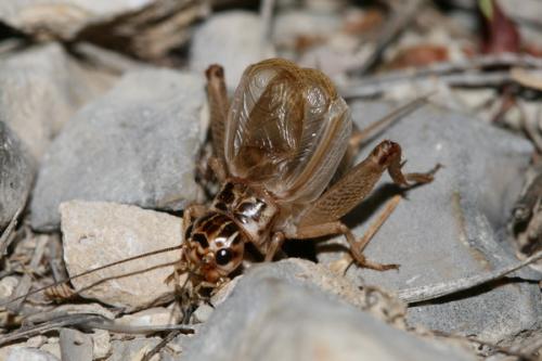 Réf. 48 664 : Eugryllodes pipiens