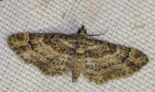 Réf. 48 044 : Gymnoscelis rufifasciata