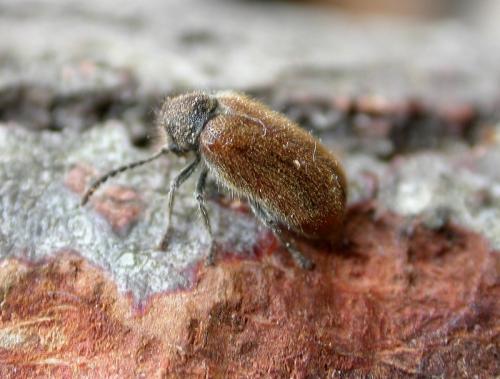 Hedobia pubescens