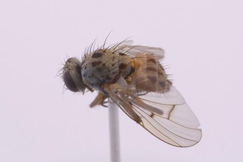 Réf. 48 685 : Helina sexmaculata