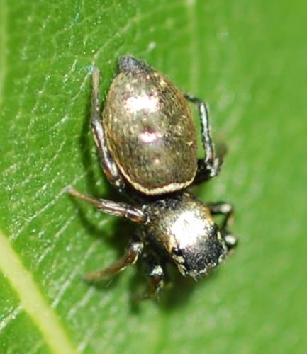 Heliophanus sp.