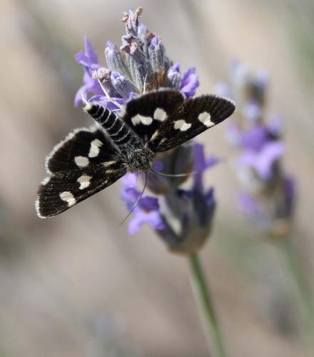 Réf. 48 601 : Eurrhypis pollinalis