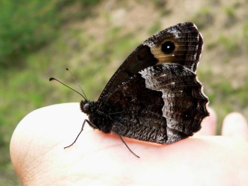 Réf. 48 490 : Hipparchia genava