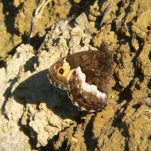 Réf. 48 491 : Hipparchia sp.