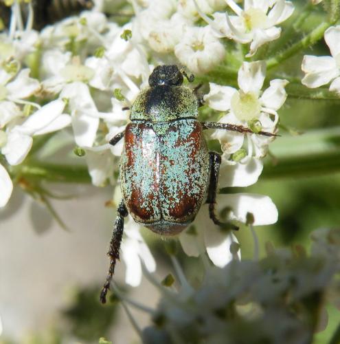 Hoplia argentea