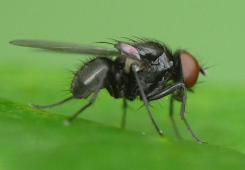 Hydrotaea parva