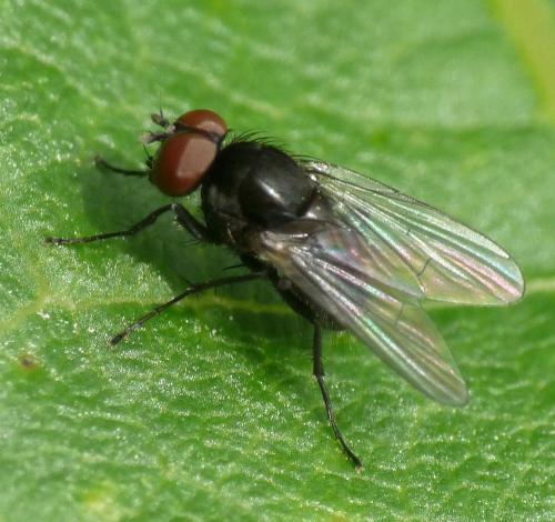 Hydrotaea parva