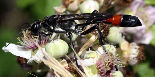 Réf. 48 060 : Hoplammophila armata
