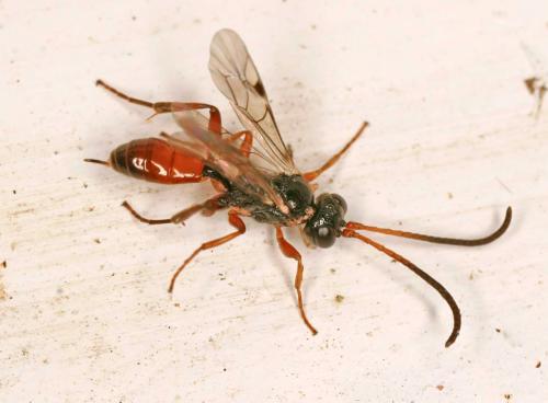 Réf. 48 897 : Cryptinae inconnu