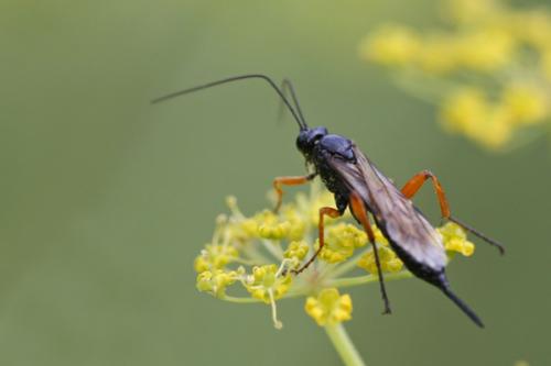 Réf. 48 311 : Pimpla rufipes