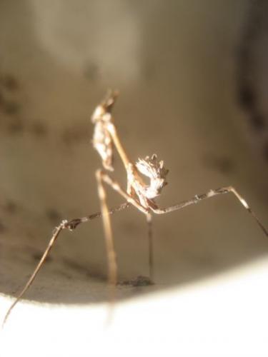 Réf. 48 966 : Empusa pennata