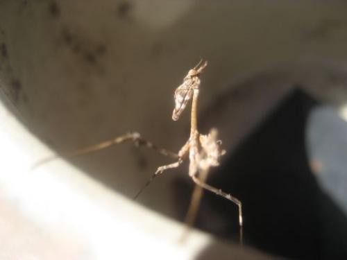 Réf. 48 967 : Empusa pennata
