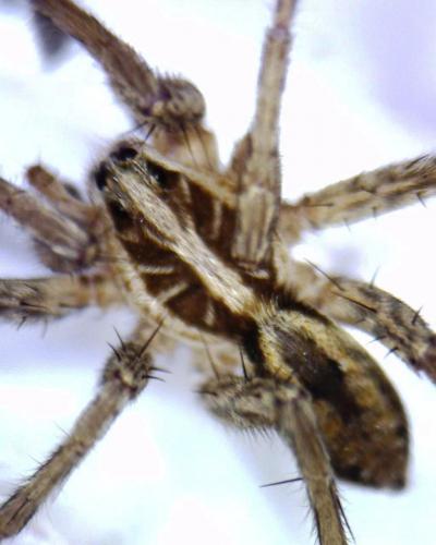 Hogna radiata