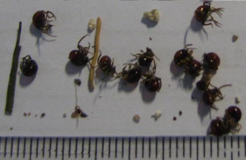 Gibbium sp.