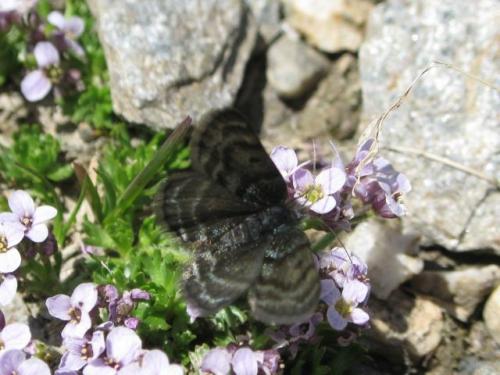 Glacies alticolaria