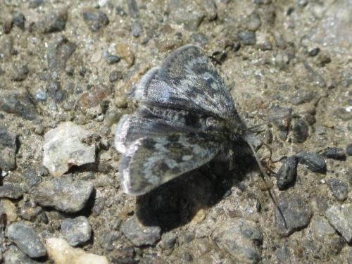 Réf. 48 191 : Metaxmeste phrygialis