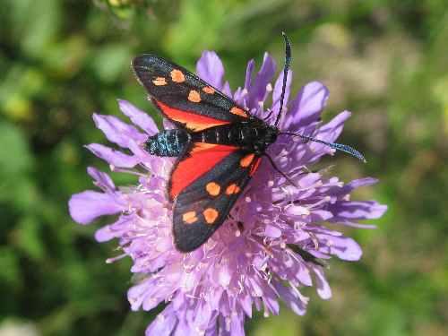 Réf. 48 116 : Zygaena transalpina