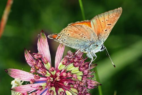 Réf. 48 120 : Lycaena hippothoe