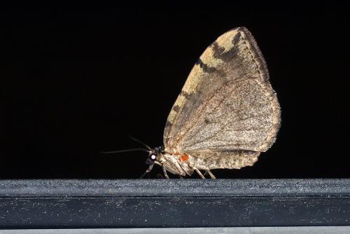 Réf. 48 631 : Hydriomena furcata
