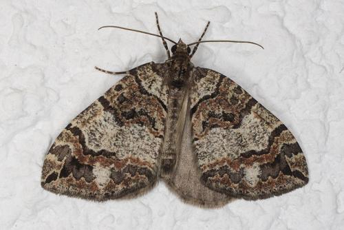 Réf. 48 630 : Hydriomena furcata