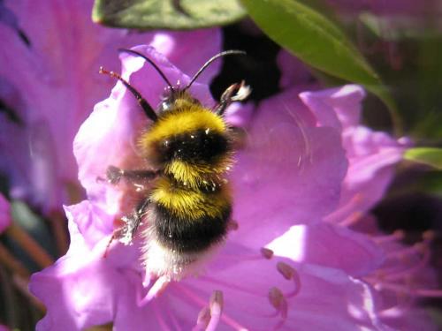 Bombus sp.