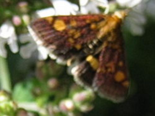 Réf. 48 351 : Pyrausta aurata
