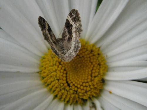 Epirrhoe alternata
