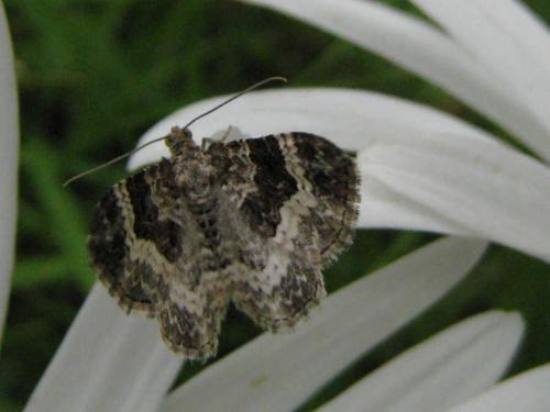 Epirrhoe alternata