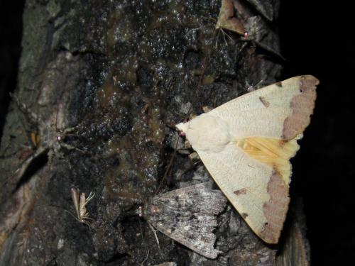 Réf. 48 235 : Ophiusa tirhaca