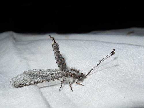 Réf. 48 321 : Bubopsis agrionoides