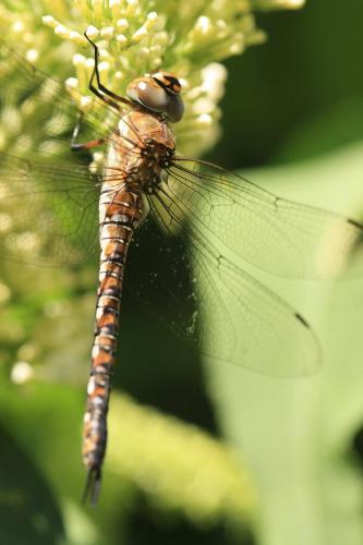 Aeshna mixta
