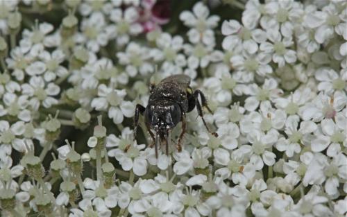 Réf. 48 082 : Oxybelus sp.