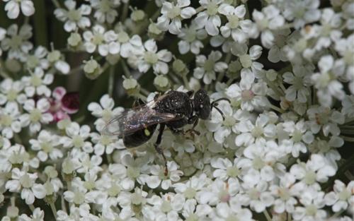 Réf. 48 083 : Oxybelus sp.