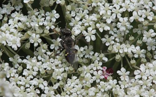 Réf. 48 084 : Oxybelus sp.
