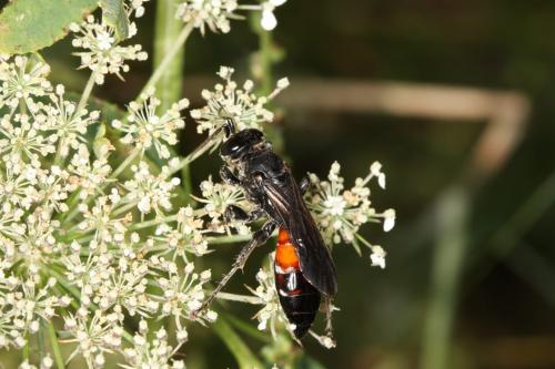 Larra anathema
