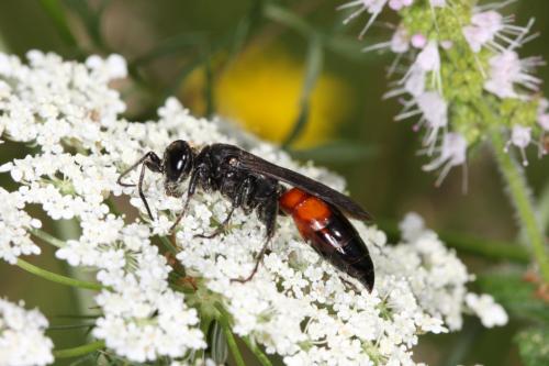 Larra anathema