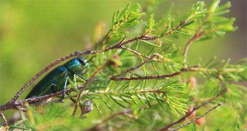 Perotis unicolor
