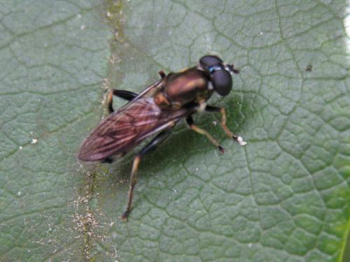 Xylota segnis