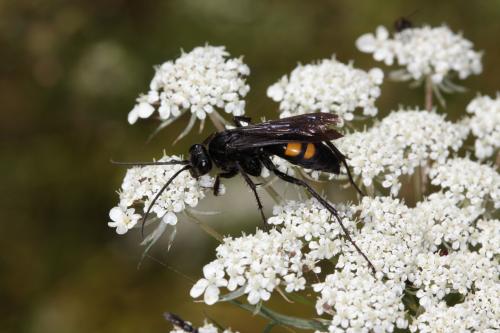 Anoplius samariensis