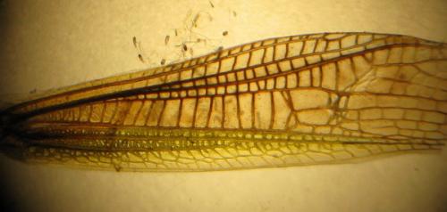 Stenobothrus lineatus lineatus