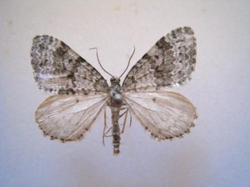 Réf. 48 353 : Entephria caesiata