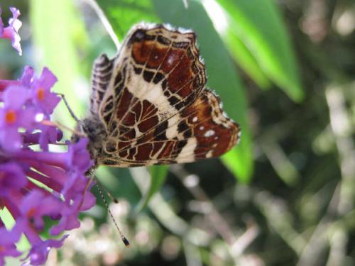 Araschnia levana