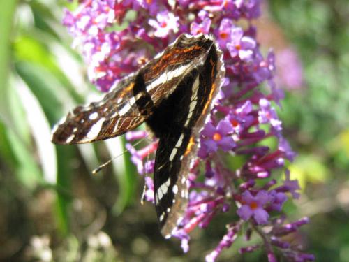 Araschnia levana