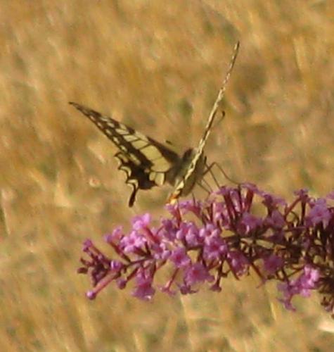 Papilio machaon