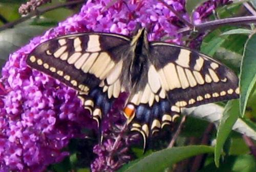 Papilio machaon