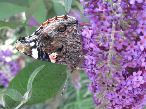 Vanessa atalanta